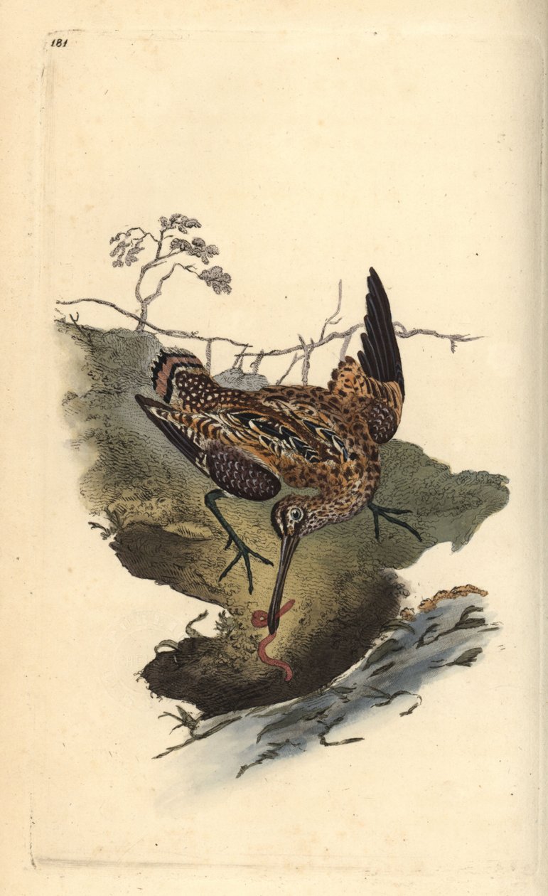 Közönséges szalonka, Gallinago gallinago, férget fogott. Kézi színű rézlemez, amelyet Edward Donovan rajzolt és metszett a saját Londoni „British Birds természettörténetéből” alkotó: Edward Donovan
