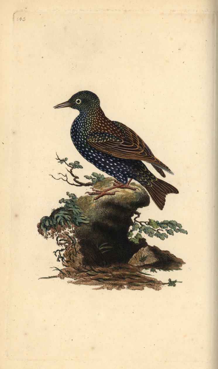 Közönséges seregély, Sturnus vulgaris. Kézi színű rézlemez, amelyet Edward Donovan rajzolt és metszett a saját Londoni „British Birds természettörténetéből” alkotó: Edward Donovan