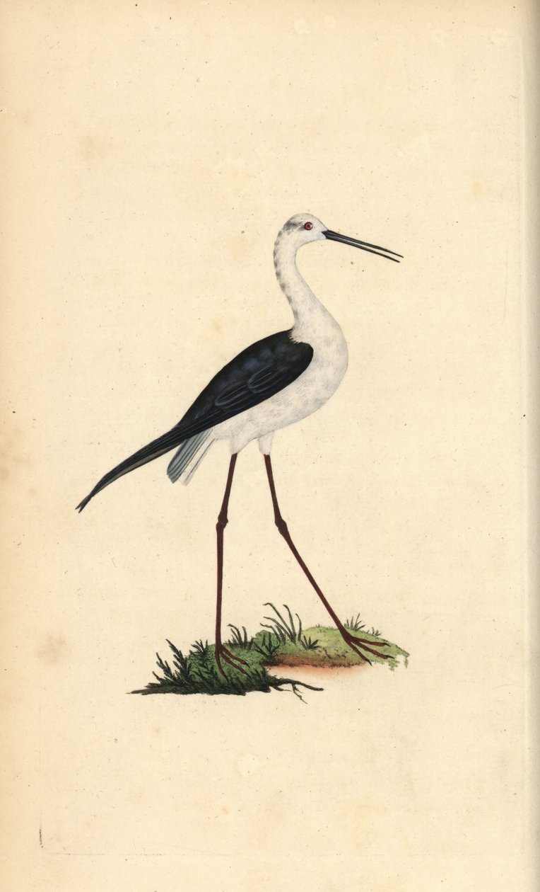 Közönséges gólyalábas, Himantopus himantopus. Kézi színű rézlemez, amelyet Edward Donovan rajzolt és metszett a saját Londoni „British Birds természettörténetéből” alkotó: Edward Donovan