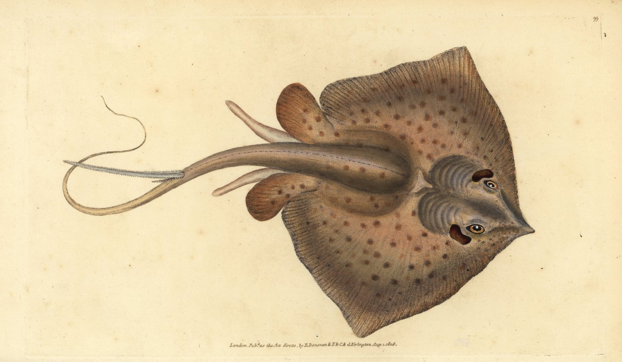 Közönséges rája, Dasyatis pastinaca (Sting ray, Raja pastinacea). Kézzel színezett rézlemez, amelyet Edward Donovan rajzolt és metszett a British Fishes, Donovan and F.C. Natural History of British Fishes című művéből. és J. Rivington, London alkotó: Edward Donovan