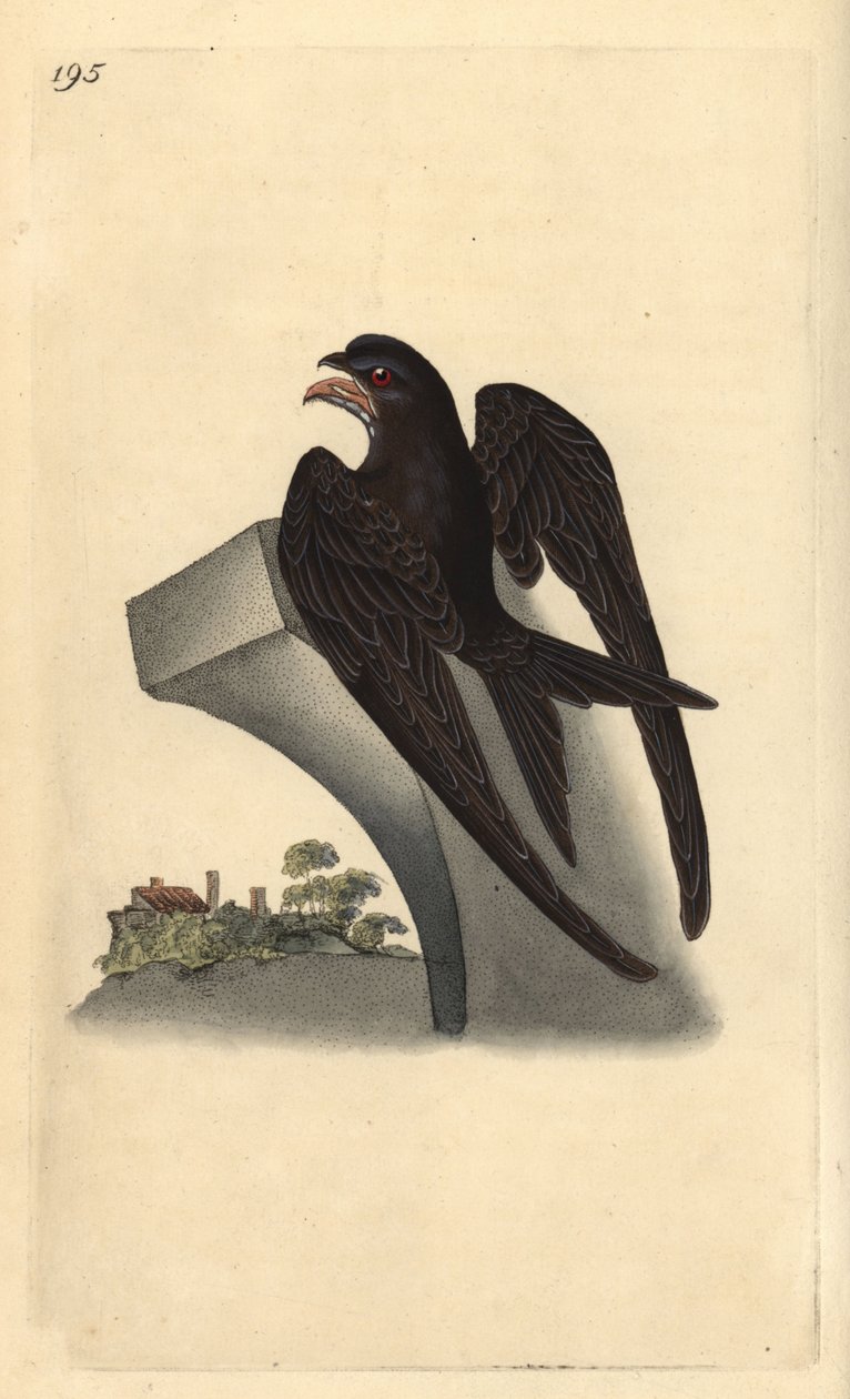 Közönséges sebesült, Apus apus. Kézi színű rézlemez, amelyet Edward Donovan rajzolt és metszett a saját Londoni „British Birds természettörténetéből” alkotó: Edward Donovan