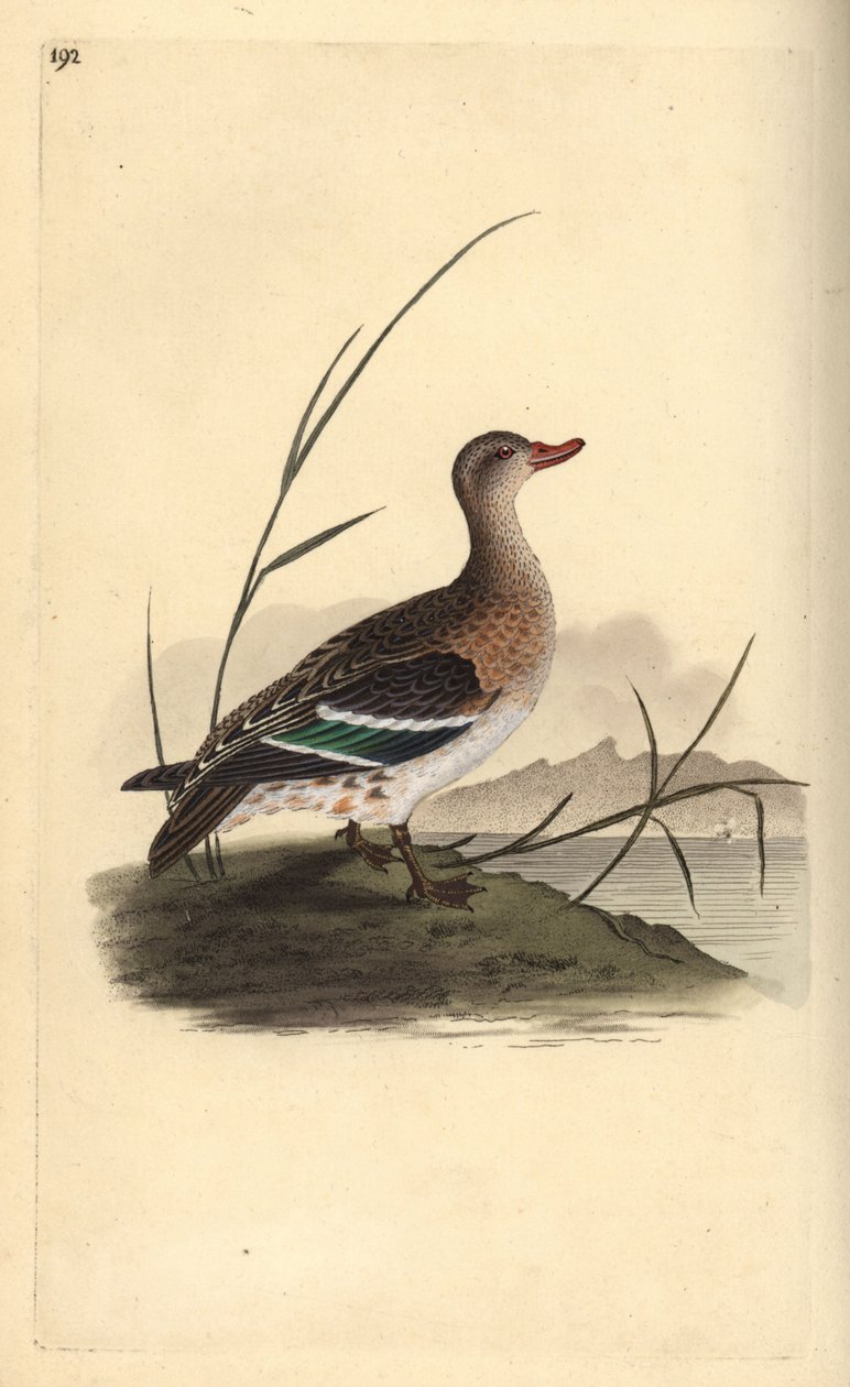 Közönséges kékeszöld, Anas crecca, nőstény. Kézi színű rézlemez, amelyet Edward Donovan rajzolt és metszett a saját Londoni „British Birds természettörténetéből” alkotó: Edward Donovan