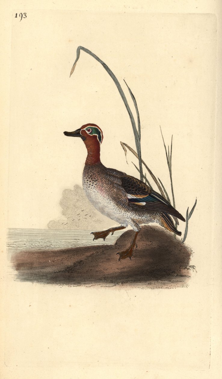 Közönséges kékeszöld, Anas crecca, hím. Kézi színű rézlemez, amelyet Edward Donovan rajzolt és metszett a saját Londoni „British Birds természettörténetéből” alkotó: Edward Donovan
