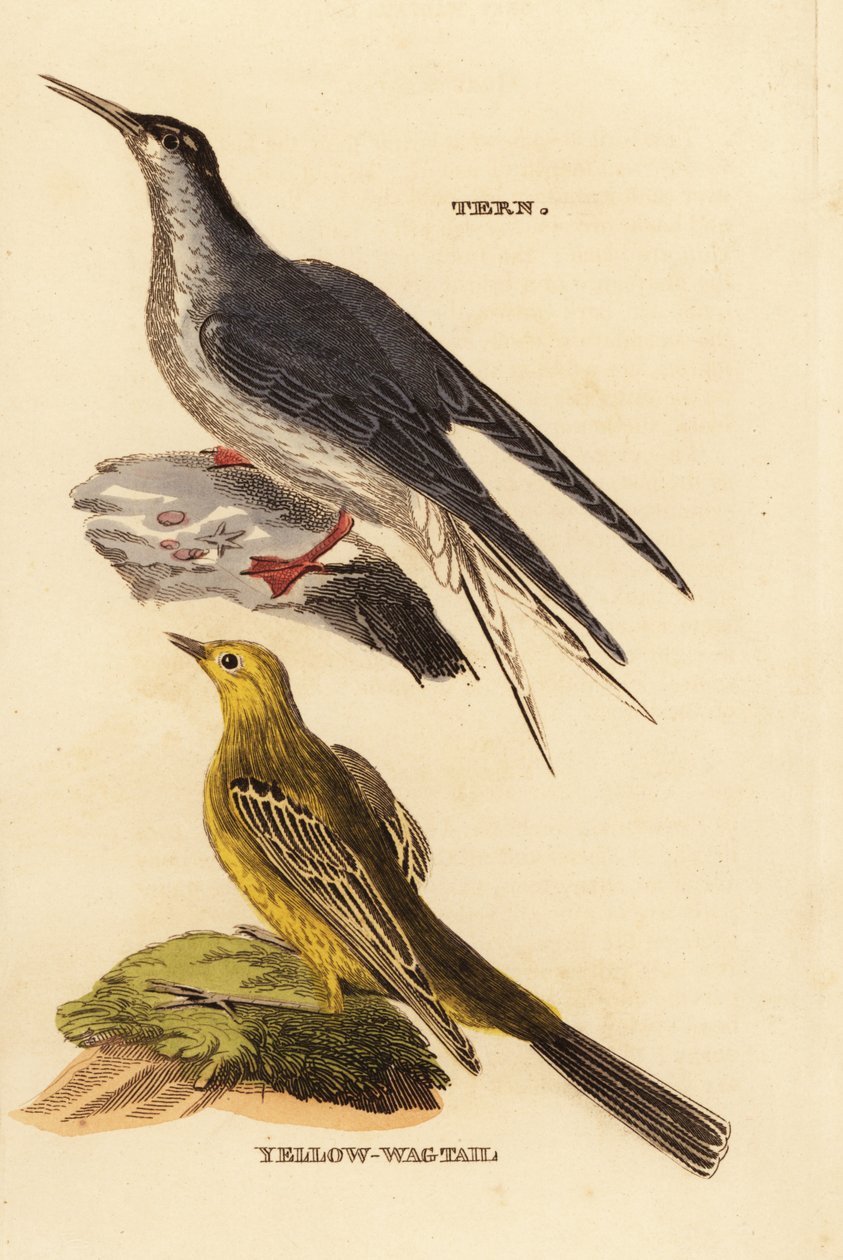 Common Turn, Sterna