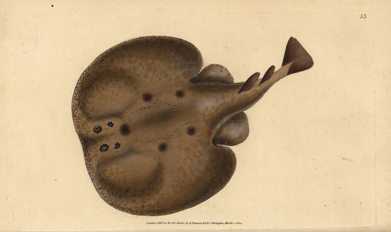 Közönséges torpedó vagy szemű elektromos sugár, Raja torpedó. Kézzel színezett rézlemez, amelyet Edward Donovan rajzolt és metszett a British Fishes, Donovan and F.C. Natural History of British Fishes című művéből. és J. Rivington, London alkotó: Edward Donovan