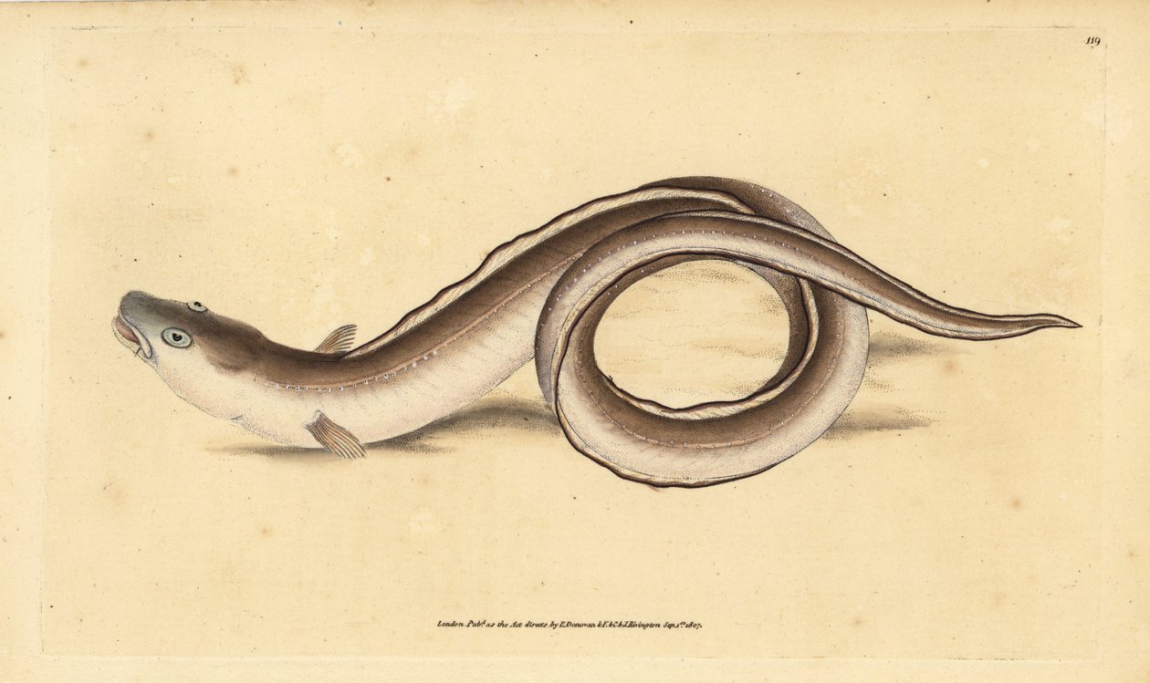 Conger angolna, Muraena conger. Kézzel színezett rézlemez, amelyet Edward Donovan rajzolt és metszett a British Fishes, Donovan and F.C. Natural History of British Fishes című művéből. és J. Rivington, London alkotó: Edward Donovan