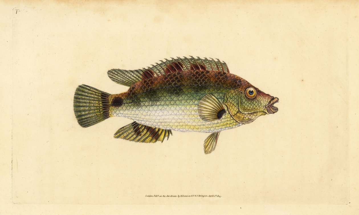 Corkwing Wrasse, Symphodus melops (Goldfinny, Labrus cornubius). Kézzel színezett rézlemez, amelyet Edward Donovan rajzolt és metszett a British Fishes, Donovan and F.C. Natural History of British Fishes című művéből. és J. Rivington, London alkotó: Edward Donovan