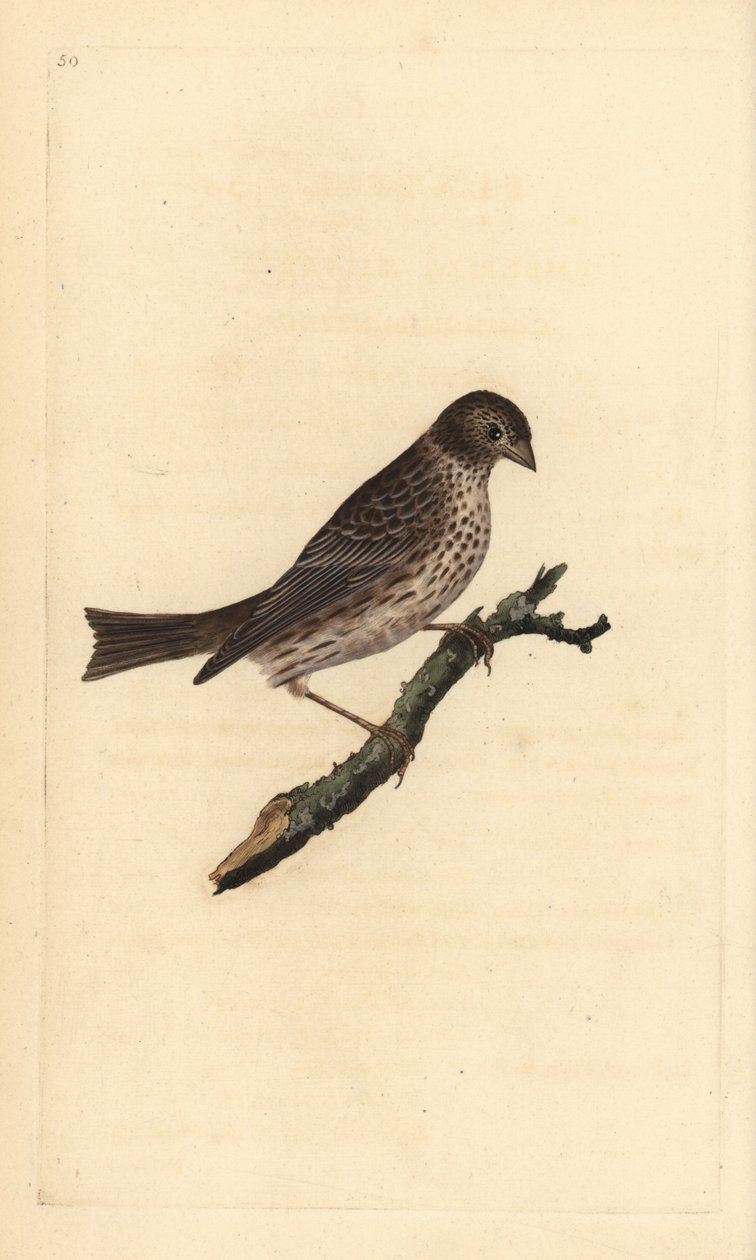 Kukoricasármány, Miliaria calandra. Kézi színű rézlemez, amelyet Edward Donovan rajzolt és metszett a saját Londoni „British Birds természettörténetéből” alkotó: Edward Donovan