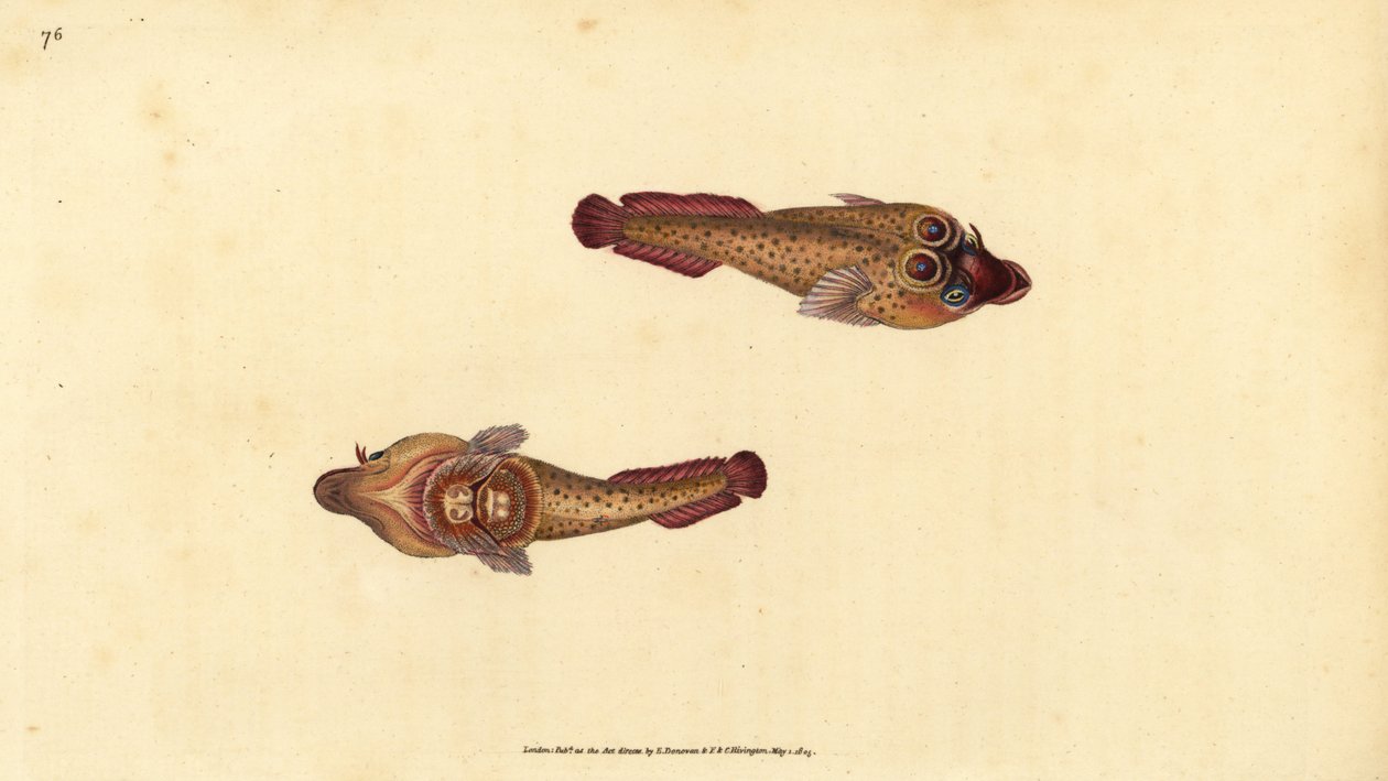 Cornish balek, Lepadogaster purpurea (Ocellated balek, Cyclopterus ocellatus). Kézzel színezett rézlemez, amelyet Edward Donovan rajzolt és metszett a British Fishes, Donovan and F.C. Natural History of British Fishes című művéből. és J. Rivington, London alkotó: Edward Donovan