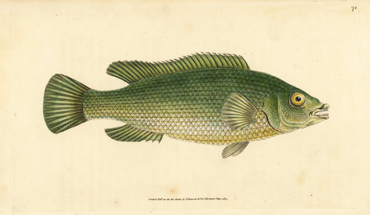 Cuckoo wrasse, Labrus mixtus (Streaked wrasse, Labrus lineatus). Kézzel színezett rézlemez, amelyet Edward Donovan rajzolt és metszett a British Fishes, Donovan and F.C. Natural History of British Fishes című művéből. és J. Rivington, London alkotó: Edward Donovan