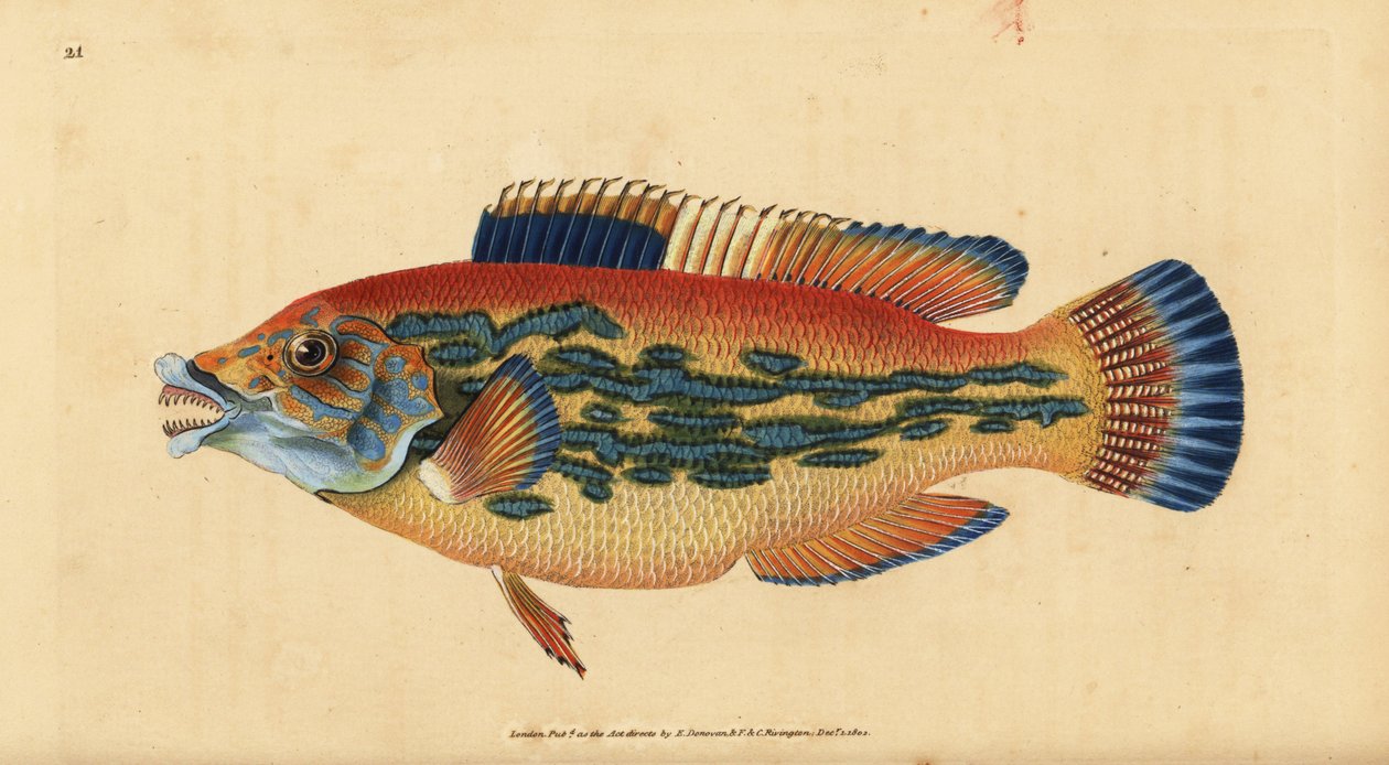 Cuckoo wrasse, Labrus mixtus (Csíkos rózsa, Labrus variegatus). Kézi színű rézlemez, amelyet Edward Donovan rajzolt és vésett a British Fishes, Donovan és F.C. Natural History című művéből. és J. Rivington, London alkotó: Edward Donovan