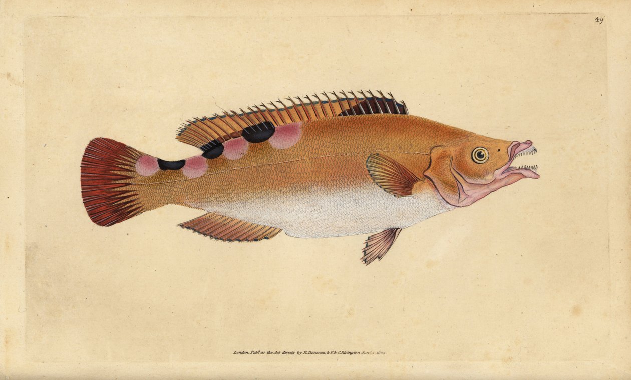 Cuckoo wrasse, Labrus mixtus (Trimaculated wrasse, Labrus trimaculatus). Kézzel színezett rézlemez, amelyet Edward Donovan rajzolt és metszett a British Fishes, Donovan and F.C. Natural History of British Fishes című művéből. és J. Rivington, London alkotó: Edward Donovan