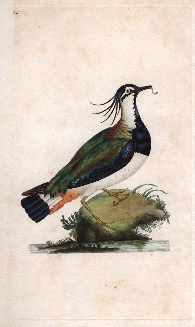 Cuppa Lapwing. Vanellus vanellus (Tringa vanellus). Edward Donovan (1768-1837) rézmetsze, megjelent a Natural History of British Birds, Londonban alkotó: Edward Donovan