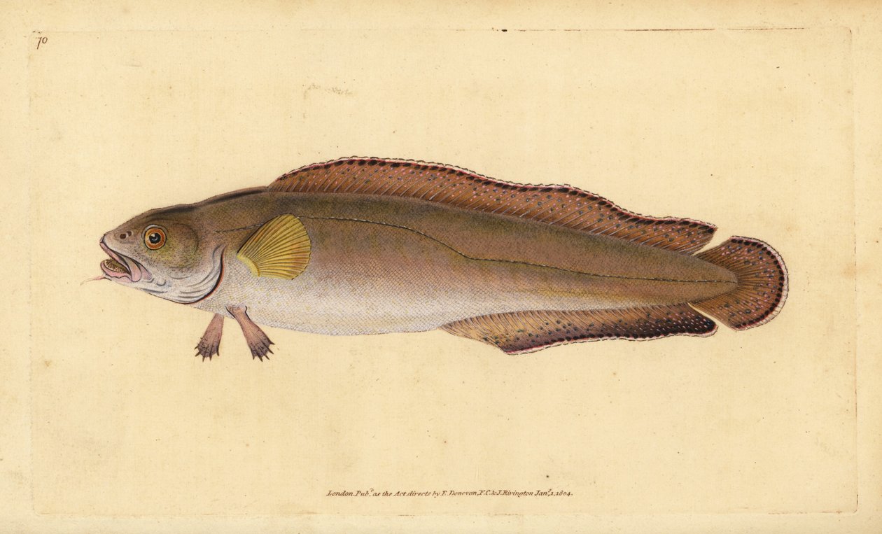 Cusk vagy agyar, Brosme brosme (Brosme vagy Scotch torsk, Gadus brosme). Kézzel színezett rézlemez, amelyet Edward Donovan rajzolt és metszett a British Fishes, Donovan and F.C. Natural History of British Fishes című művéből. és J. Rivington, London alkotó: Edward Donovan