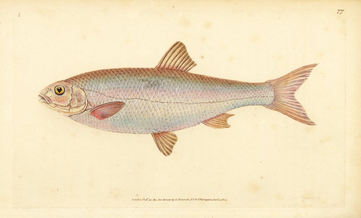 Dace, Leuciscus leuciscus (Cyprinus leuciscus). Kézzel színezett rézlemez, amelyet Edward Donovan rajzolt és metszett a British Fishes, Donovan and F.C. Natural History of British Fishes című művéből. és J. Rivington, London alkotó: Edward Donovan