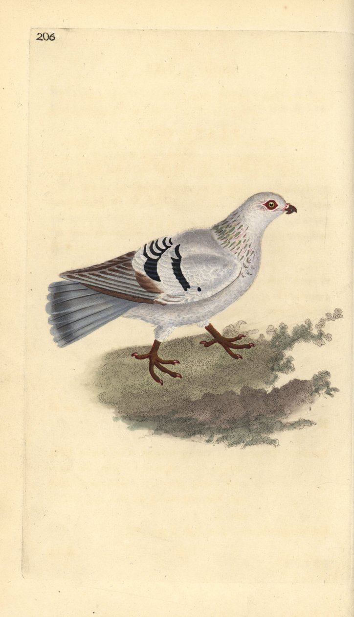 Házi galamb, Columba livia domestica. Kézi színű rézlemez, amelyet Edward Donovan rajzolt és metszett a saját Londoni „British Birds természettörténetéből” alkotó: Edward Donovan