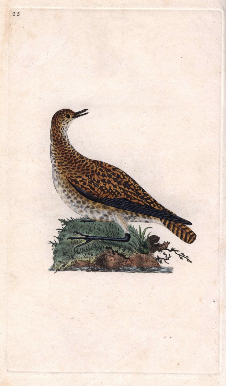 Dore lile. Pluvialis apricaria (Charadrius pluvialis). Edward Donovan (1768-1837) rézmetsze, megjelent a Natural History of British Birds, Londonban alkotó: Edward Donovan