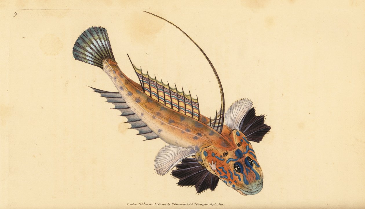 Sárkány vagy drágaköves sárkány, Callionymus lyra. Kézzel színezett rézlemez, amelyet Edward Donovan rajzolt és metszett a British Fishes, Donovan and F.C. Natural History of British Fishes című művéből. és J. Rivington, London alkotó: Edward Donovan