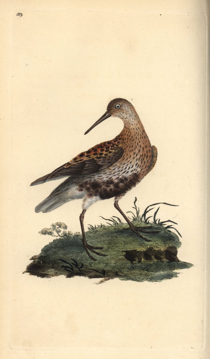 Dunlin, Calidris alpina. Kézi színű rézlemez, amelyet Edward Donovan rajzolt és metszett a saját Londoni „British Birds természettörténetéből” alkotó: Edward Donovan