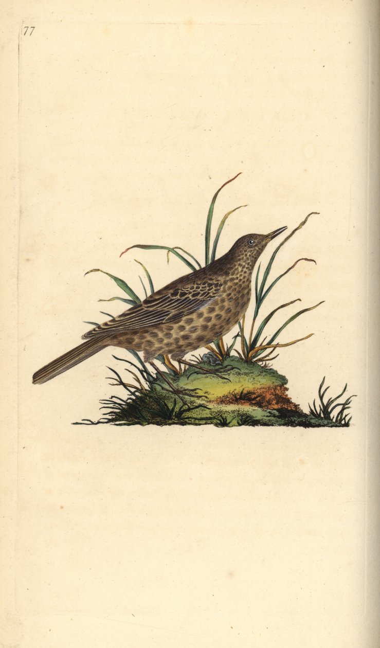 Fekete pacsirta, Pinarocorys nigricans. Kézi színű rézlemez, amelyet Edward Donovan rajzolt és metszett a saját Londoni „British Birds természettörténetéből” alkotó: Edward Donovan