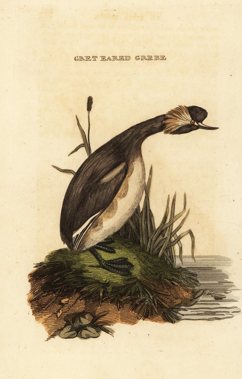 Füles vöcsök vagy szarvas vöcsök, felnőtt, Podiceps auritus alkotó: Edward Donovan