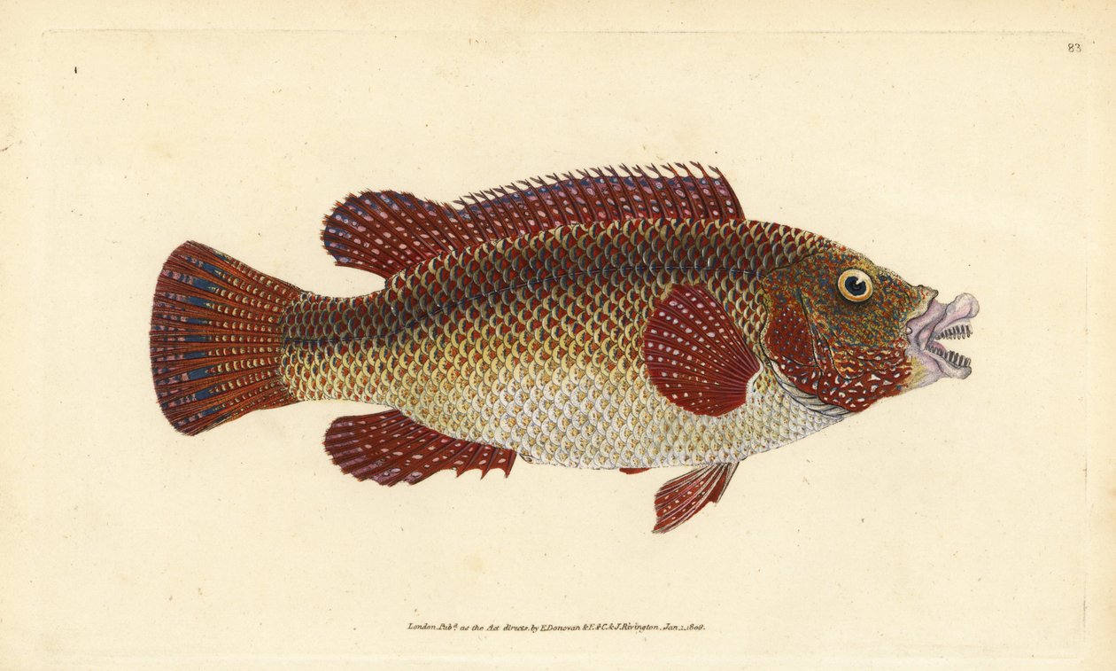 Kelet-atlanti pávavirág, Symphodus tinca (Ősi rózsa vagy öreg felesége, Labrus tinca). Kézzel színezett rézlemez, amelyet Edward Donovan rajzolt és metszett a British Fishes, Donovan and F.C. Natural History of British Fishes című művéből. és J. Rivington, alkotó: Edward Donovan