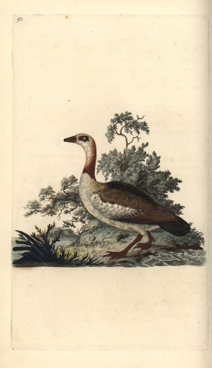 Egyiptomi liba, Alopochen aegyptiacus. Kézi színű rézlemez, amelyet Edward Donovan rajzolt és metszett a saját Londoni „British Birds természettörténetéből” alkotó: Edward Donovan