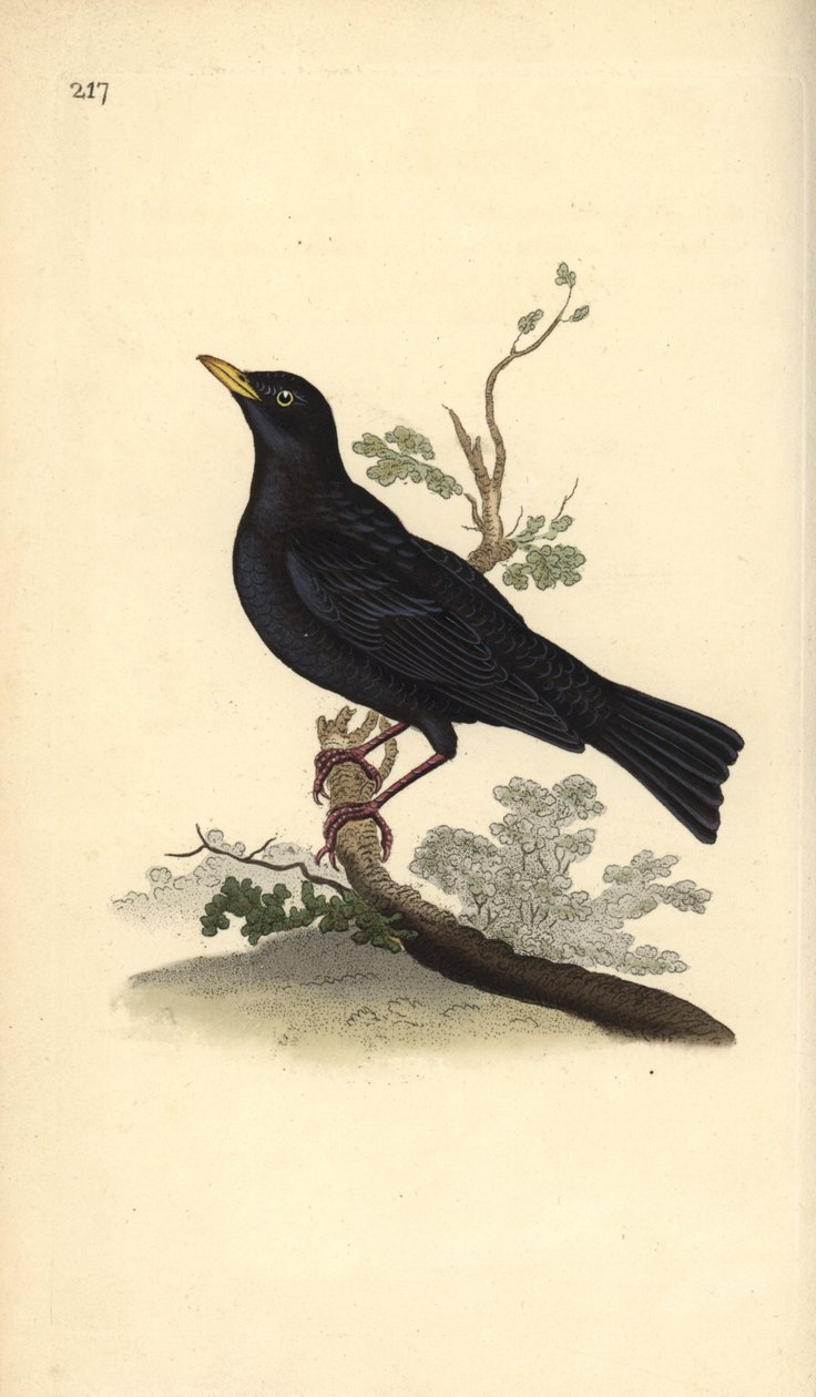Eurázsiai feketerigó, Turdus merula. Kézi színű rézlemez, amelyet Edward Donovan rajzolt és metszett a saját Londoni „British Birds természettörténetéből” alkotó: Edward Donovan