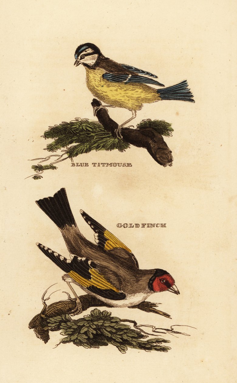 Eurázsiai kékcinege, Cyanistes caeruleus és európai aranypinty, Carduelis carduelis alkotó: Edward Donovan