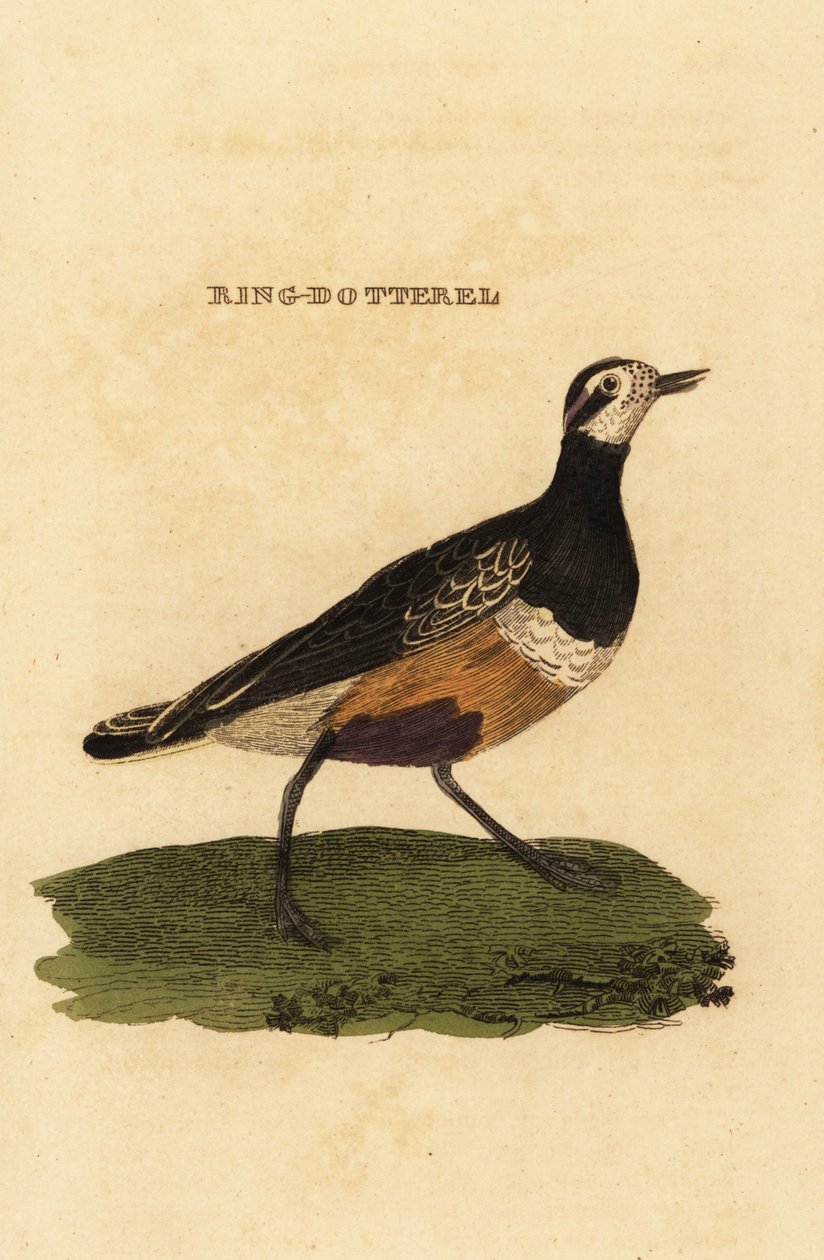 Eurázsiai dotterel, Charadrius morinellus alkotó: Edward Donovan