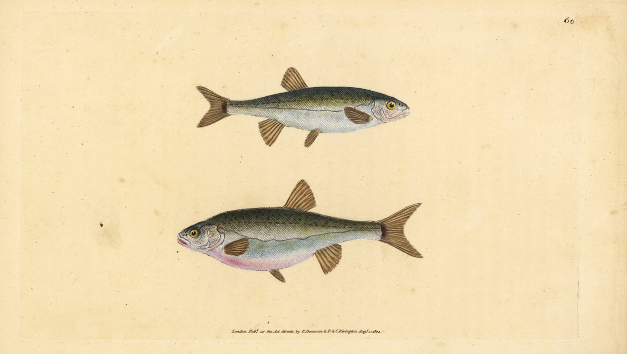 Eurázsiai menyecske, Phoxinus phoxinus (Minow, Cyprinus phoxinus). Kézzel színezett rézlemez, amelyet Edward Donovan rajzolt és metszett a British Fishes, Donovan and F.C. Natural History of British Fishes című művéből. és J. Rivington, London alkotó: Edward Donovan