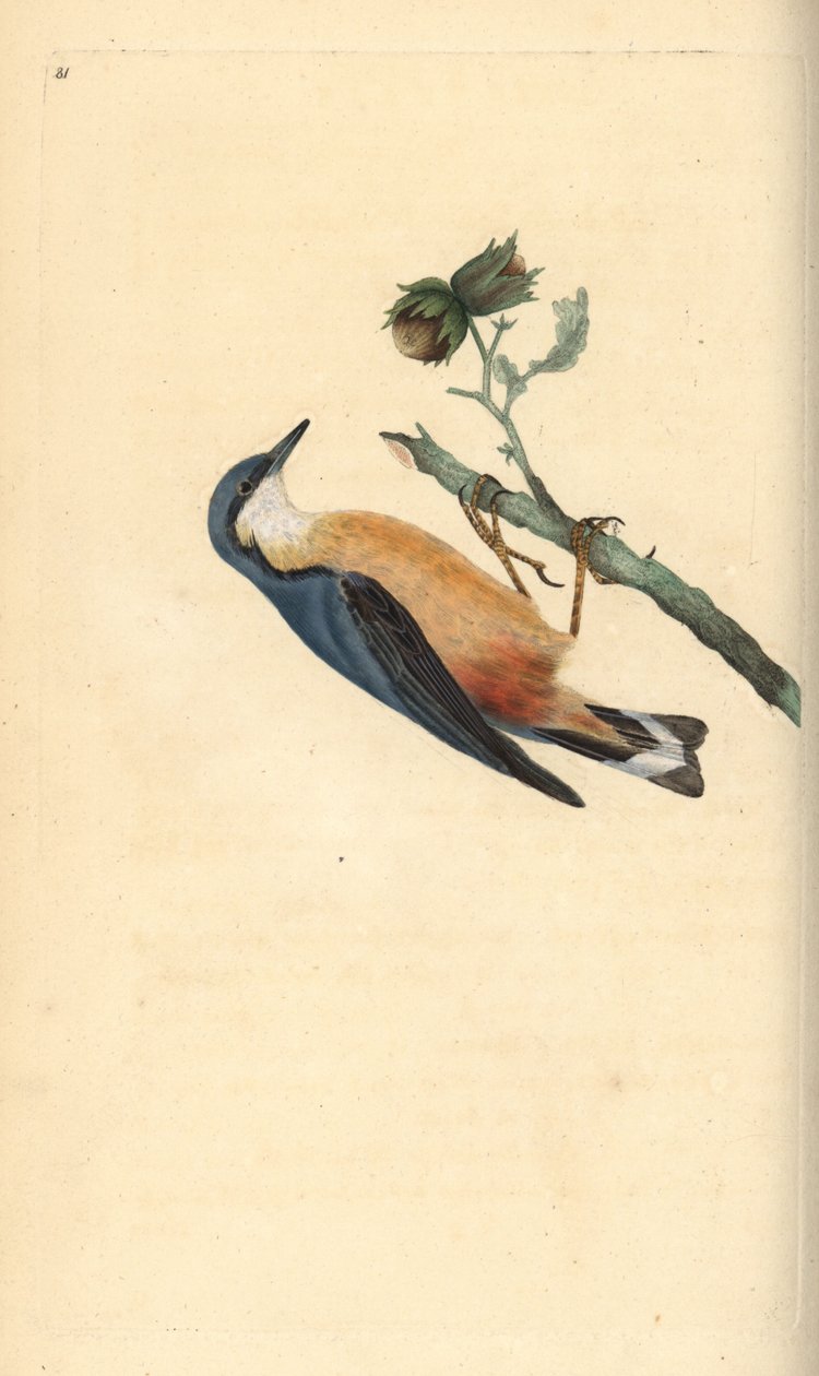Mogyorófán (Corylus avellana) ülő kismadár, Sitta europaea. Kézi rézkarc, rajzolta és metszette Edward Donovan a saját "Natural History of British Birds" című művéből, London. alkotó: Edward Donovan