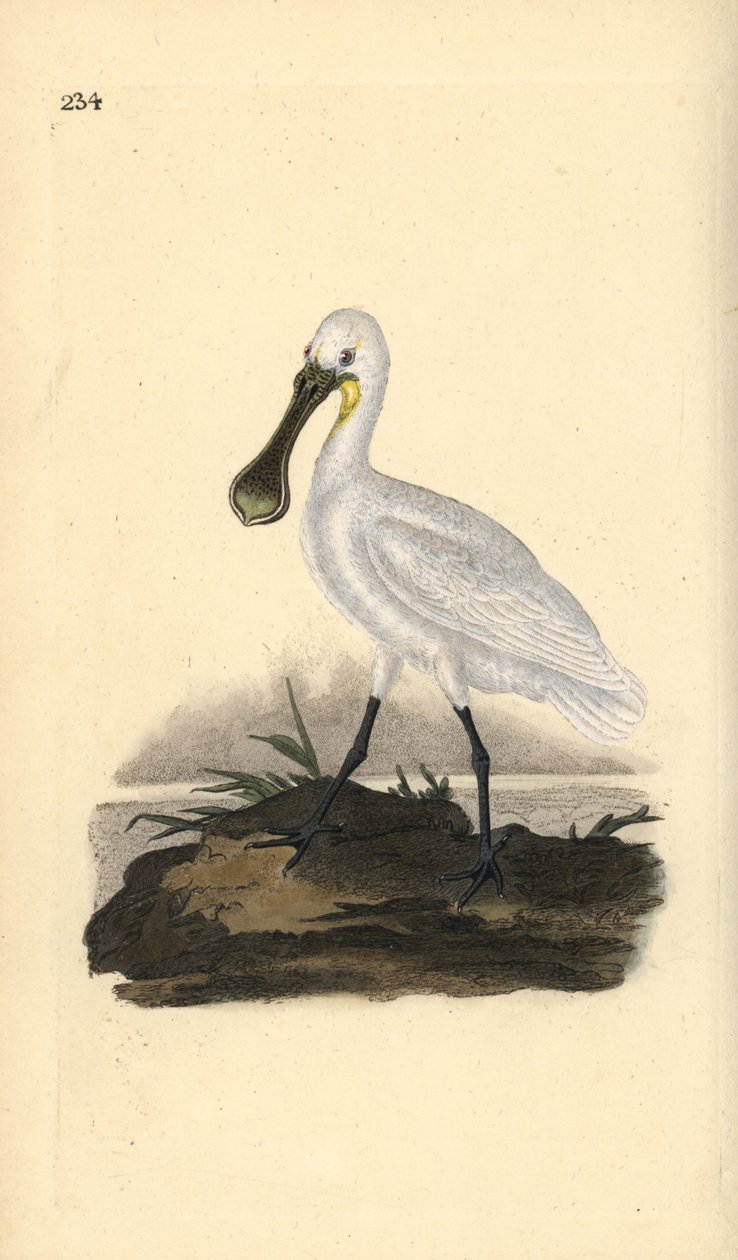 Eurázsiai vagy közönséges kanalasgém, Platalea leucorodia. Kézi színű rézlemez, amelyet Edward Donovan rajzolt és metszett a saját Londoni „British Birds természettörténetéből” alkotó: Edward Donovan