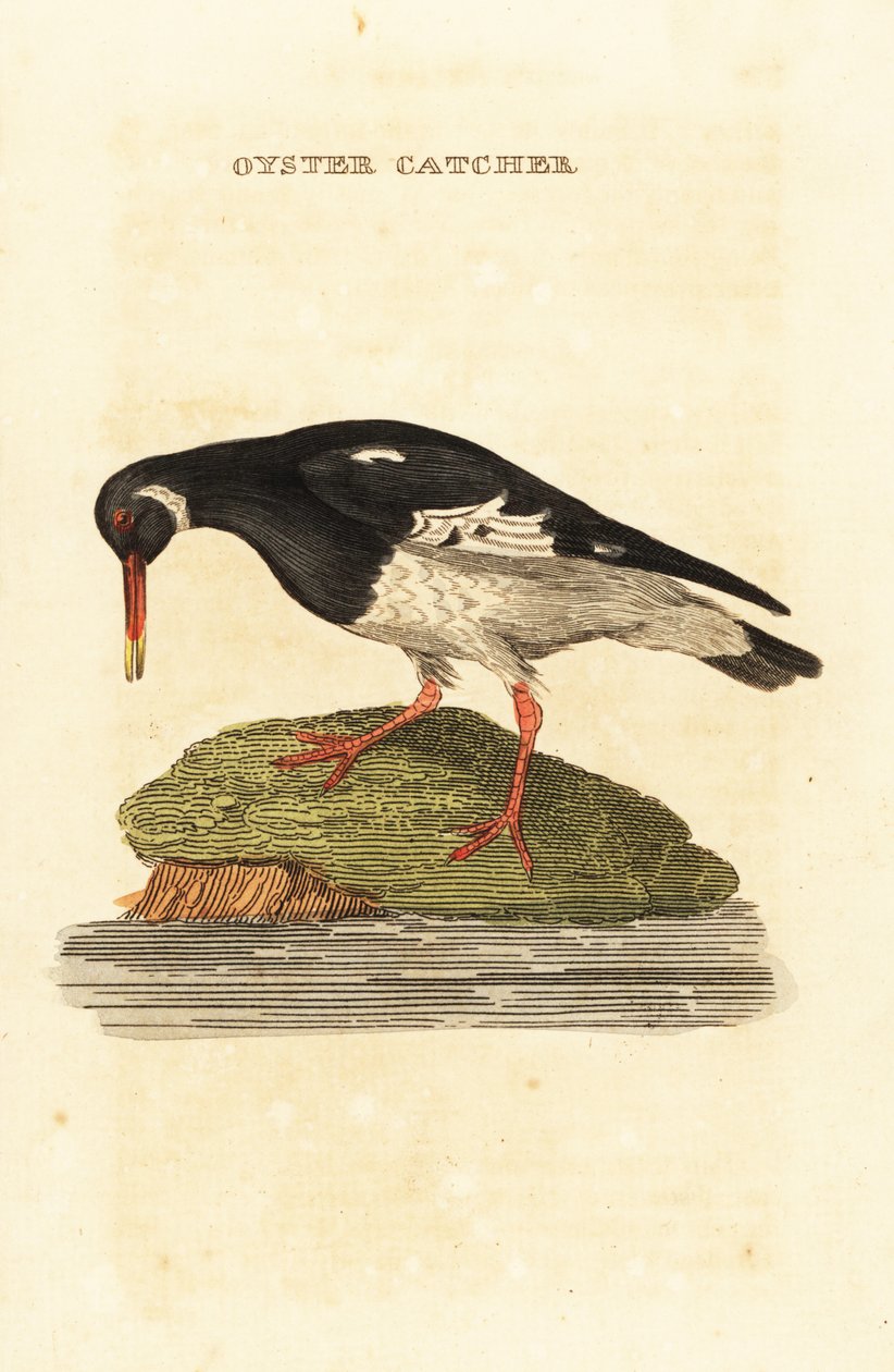 Eurázsiai laskafogó, Haematopus ostralegus alkotó: Edward Donovan