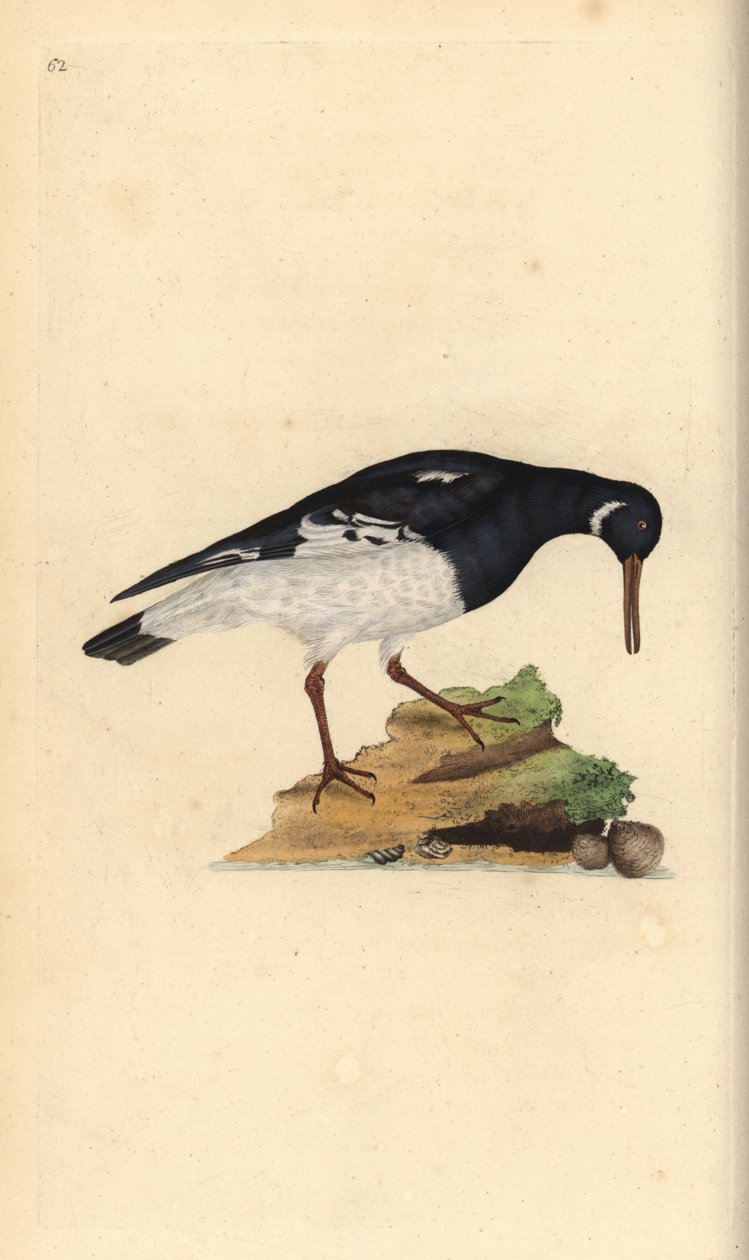 Eurázsiai laskafogó, Haematopus ostralegus. Kézi színű rézlemez, amelyet Edward Donovan rajzolt és metszett a saját Londoni „British Birds természettörténetéből” alkotó: Edward Donovan