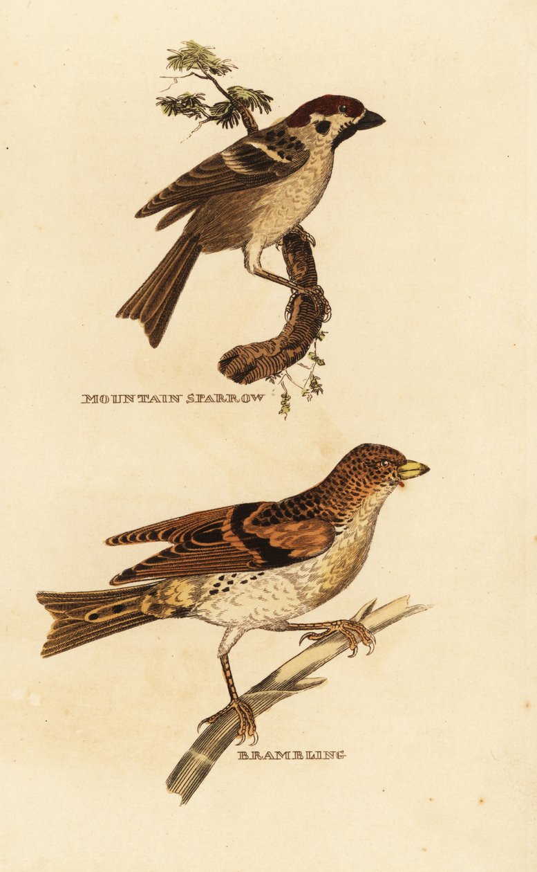 Eurázsiai faveréb, Passer montanus és kecsege, Fringilla montifringilla alkotó: Edward Donovan