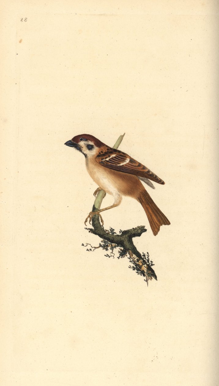 Eurázsiai faveréb, Plier montanus. Kézi színű rézlemez, amelyet Edward Donovan rajzolt és metszett a saját Londoni „British Birds természettörténetéből” alkotó: Edward Donovan