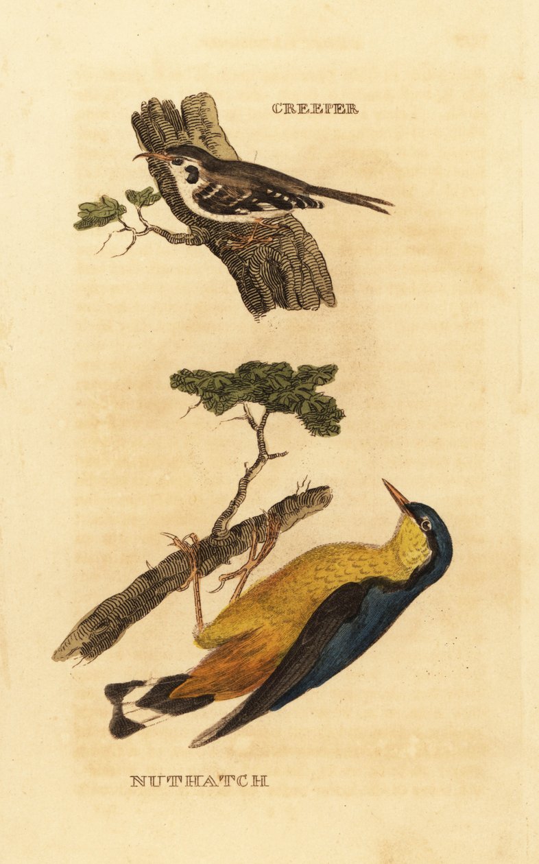 Eurázsiai kúszónövény, Certhia familiaris és eurázsiai dióskanna, Sitta europaea alkotó: Edward Donovan