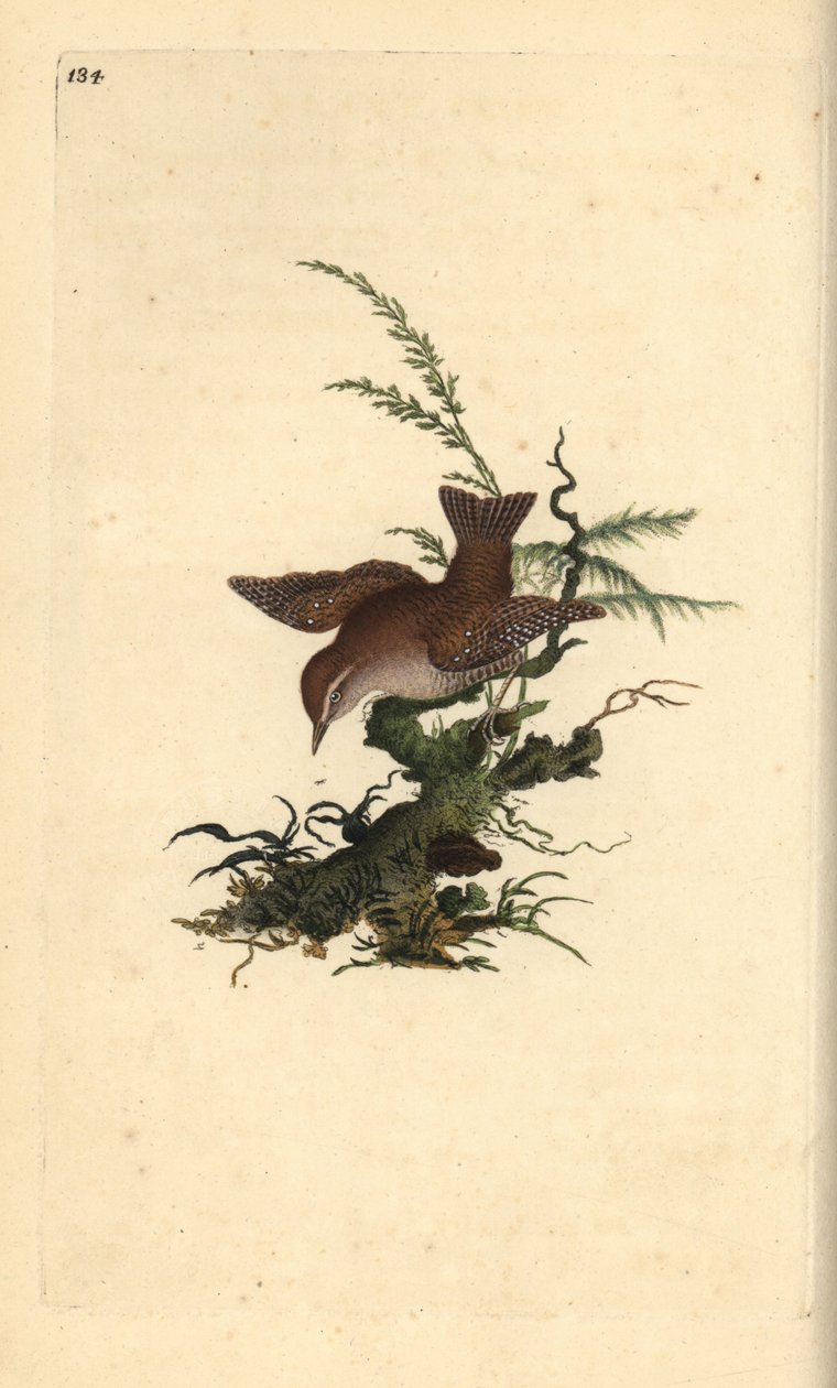 Eurázsiai wren, troglodytes troglodytes. Kézzel színezett rézlemez, amelyet Edward Donovan rajzolt és metszett a saját „Britan madarak természettörténetéből” (1794-1819). Edward Donovan (1768-1837) angol-ír amatőr zoológus, író, művész és metsző. alkotó: Edward Donovan