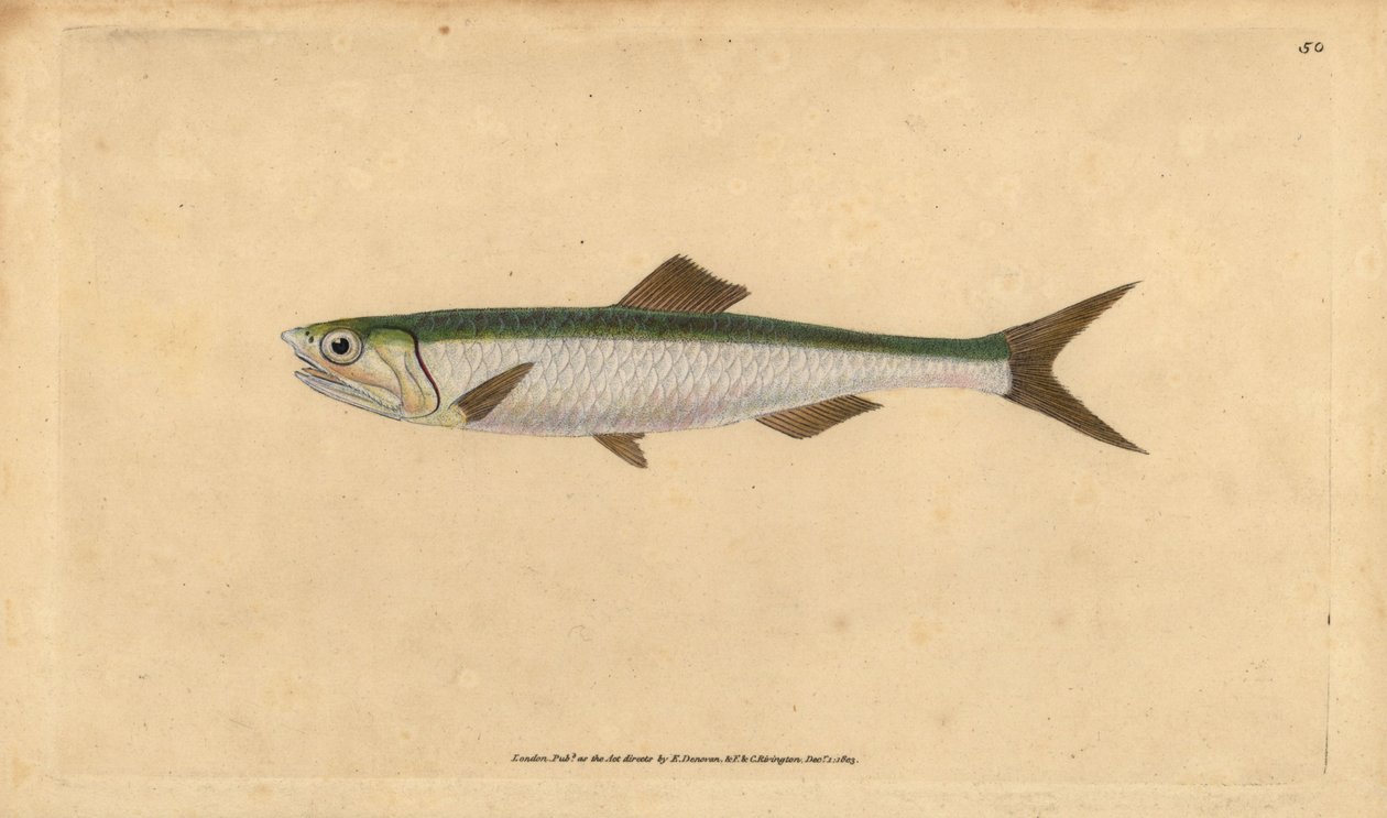 Európai szardella, Engraulis encrasicolus (Szardella, Clupea encrasicolus). Kézzel színezett rézlemez, amelyet Edward Donovan rajzolt és metszett a British Fishes, Donovan and F.C. Natural History of British Fishes című művéből. és J. Rivington, London alkotó: Edward Donovan