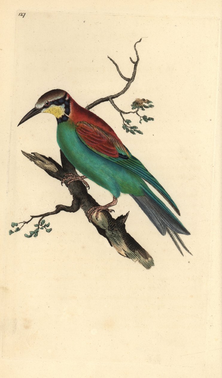 Európai gyurgyalag, Merops apister. Kézzel színezett rézlemez, amelyet Edward Donovan rajzolt és metszett a saját „Britan madarak természettörténetéből” (1794-1819). Edward Donovan (1768-1837) angol-ír amatőr zoológus, író, művész és metsző. Ő alkotó: Edward Donovan