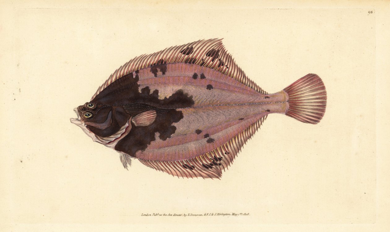 Európai lepényhal, Platichthys flesus (Pleuronectes flesus). Kézzel színezett rézlemez, amelyet Edward Donovan rajzolt és metszett a British Fishes, Donovan and F.C. Natural History of British Fishes című művéből. és J. Rivington, London alkotó: Edward Donovan