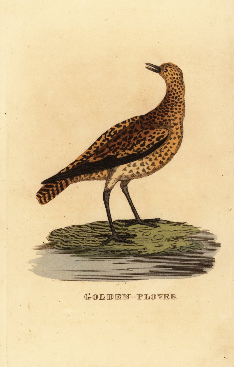 Európai aranylile, Pluvialis apricaria alkotó: Edward Donovan