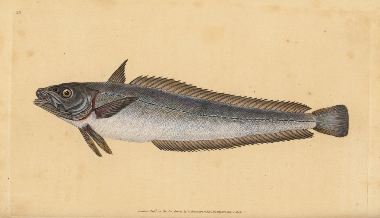 Európai szürke tőkehal, Merluccius merluccius (Hake, Gadus merluccius). Kézzel színezett rézlemez, amelyet Edward Donovan rajzolt és metszett a British Fishes, Donovan and F.C. Natural History of British Fishes című művéből. és J. Rivington, London alkotó: Edward Donovan