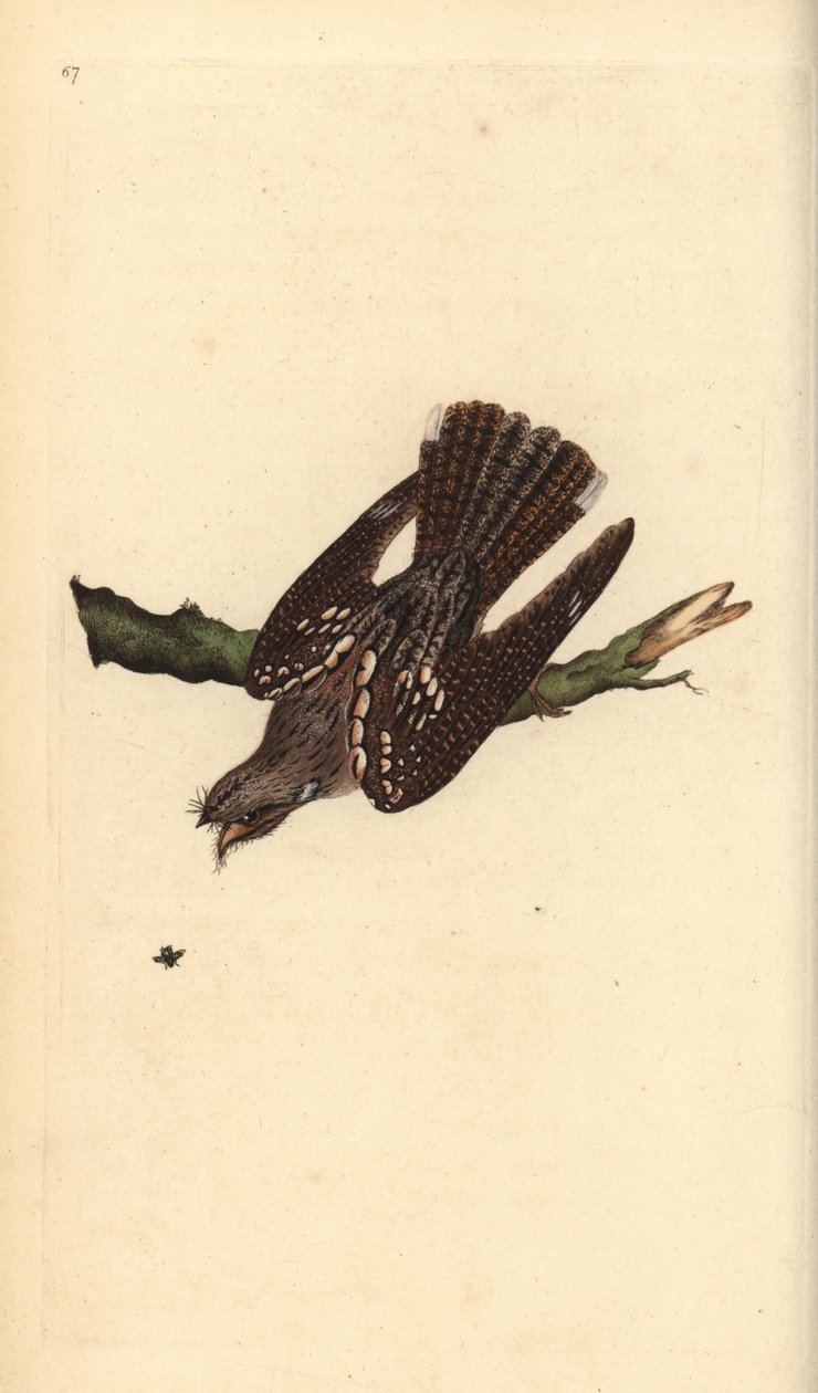 Európai éjszakai korsó, Caprimulgus europaeus. Kézi színű rézlemez, amelyet Edward Donovan rajzolt és metszett a saját Londoni „British Birds természettörténetéből” alkotó: Edward Donovan