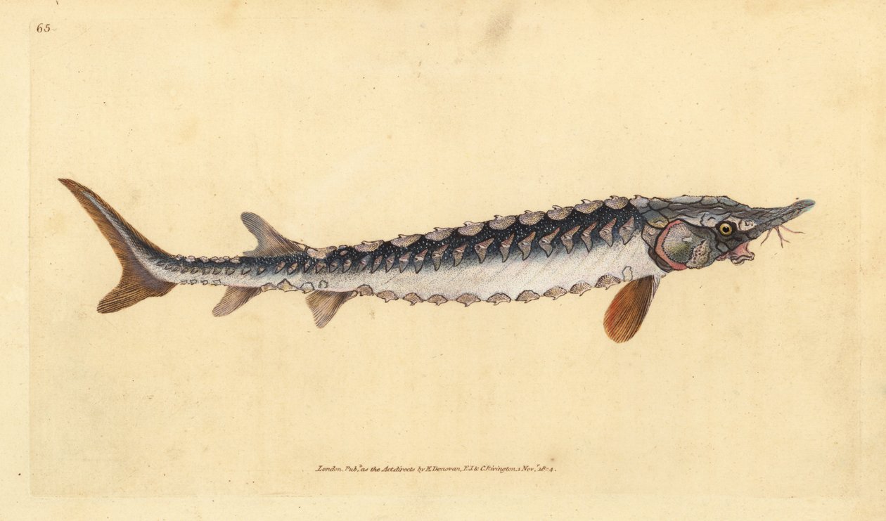 európai vagy közönséges tokhal. Kritikusan veszélyeztetett. Kézzel színezett rézlemez, amelyet Edward Donovan rajzolt és metszett a British Fishes, Donovan and F.C. Natural History of British Fishes című művéből. és J. Rivington, London alkotó: Edward Donovan