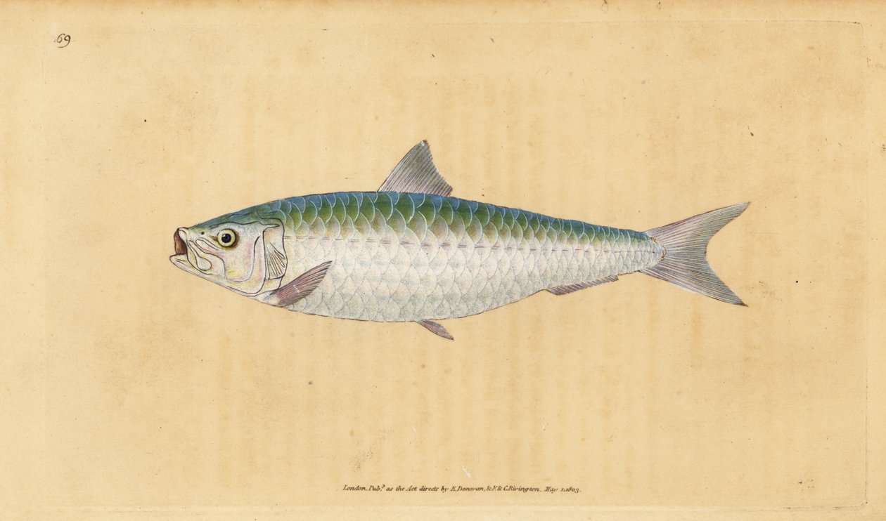 Európai sárkány, Sardina pilchardus (Pilchard, Clupea pilchardus). Kézzel színezett rézlemez, amelyet Edward Donovan rajzolt és metszett a British Fishes, Donovan and F.C. Natural History of British Fishes című művéből. és J. Rivington, London alkotó: Edward Donovan