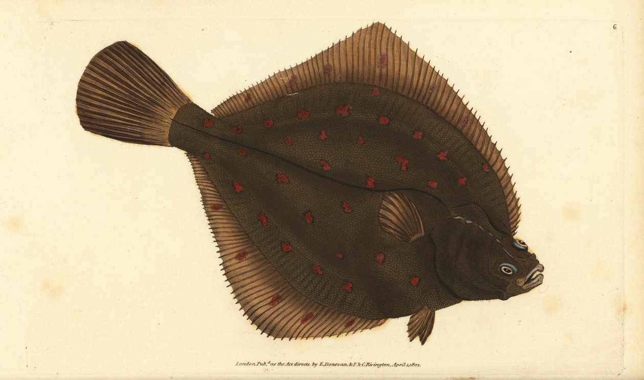 Európai pleuronectes platessa. Kézzel színezett rézlemez, amelyet Edward Donovan rajzolt és metszett a British Fishes, Donovan and F.C. Natural History of British Fishes című művéből. és J. Rivington, London alkotó: Edward Donovan