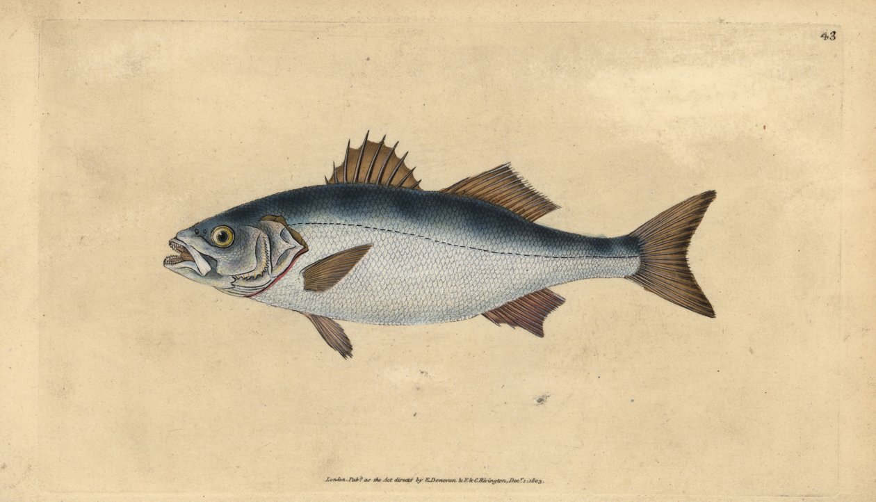 Európai tengeri sügér, Dicentrarchus labrax (Basse, Perca labrax). Kézzel színezett rézlemez, amelyet Edward Donovan rajzolt és metszett a British Fishes, Donovan and F.C. Natural History of British Fishes című művéből. és J. Rivington, London alkotó: Edward Donovan