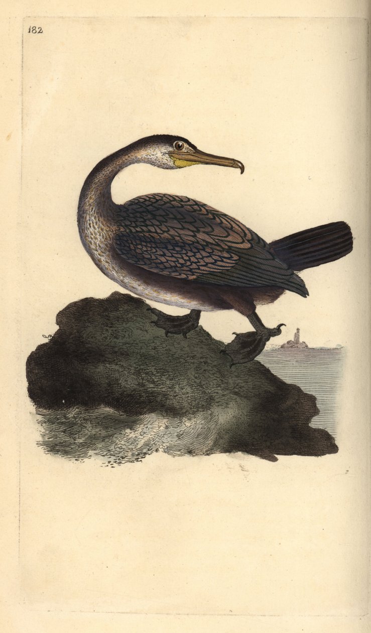 Európai bozont, Phalacrocorax aristotelis. Kézi színű rézlemez, amelyet Edward Donovan rajzolt és metszett a saját Londoni „British Birds természettörténetéből” alkotó: Edward Donovan